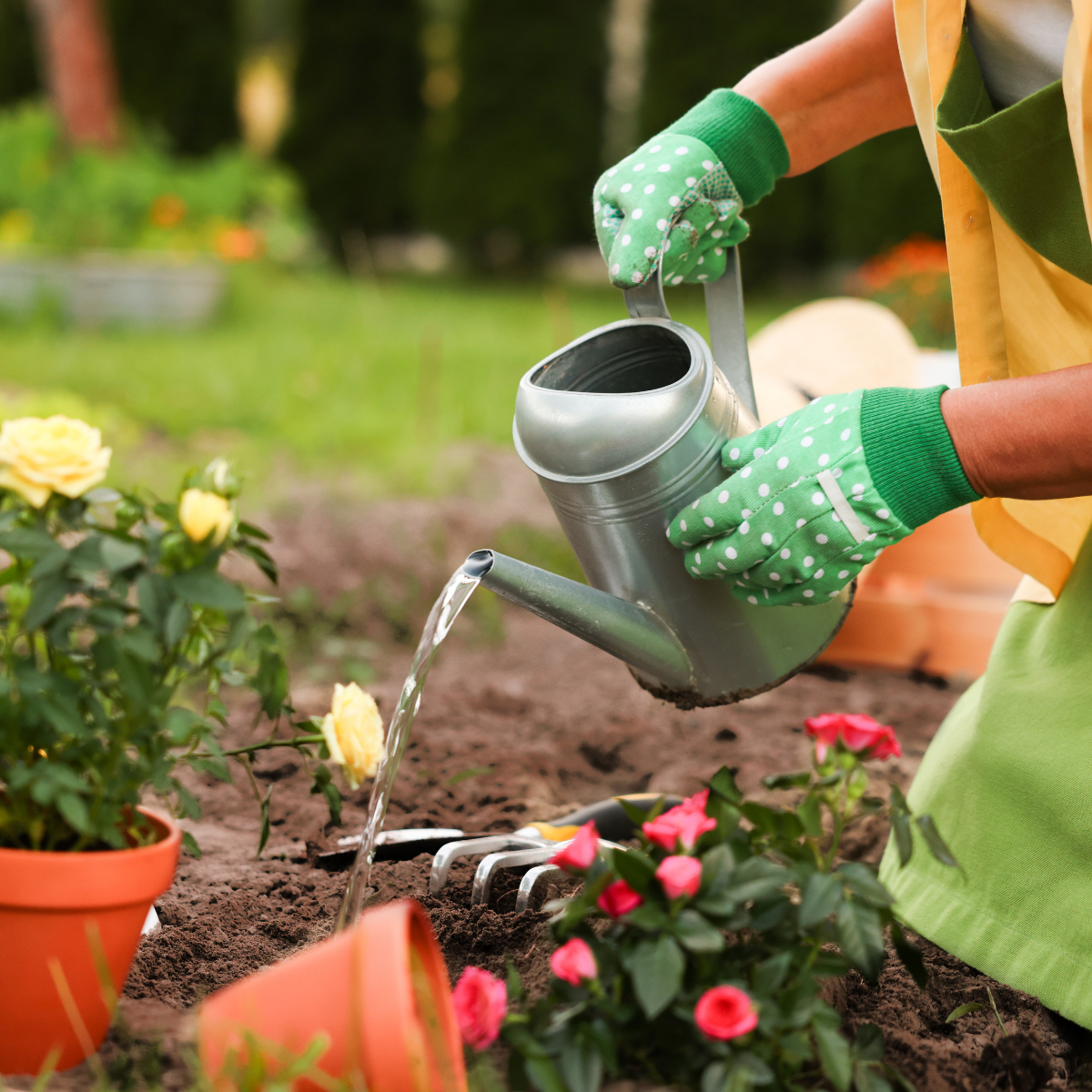 A person in polka-dot gardening gloves waters new plants with a watering can, surrounded by roses and gardening tools.